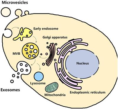 Urinary exosomes: a promising biomarker of drug-induced nephrotoxicity